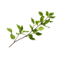 A branch of a plant with green leaves on transparent background png