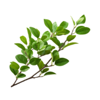 A branch of a plant with green leaves on transparent background png