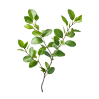 A branch of a plant with green leaves on transparent background png