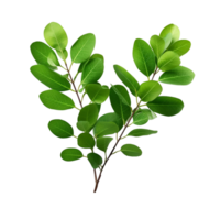 A branch of a plant with green leaves on transparent background png