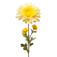 Chrysanthemum flower on transparent background png