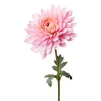 Chrysanthemum flower on transparent background png