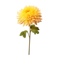 Chrysanthemum flower on transparent background png