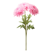 Chrysanthemum flower on transparent background png