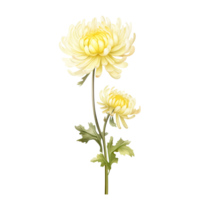 Chrysanthemum flower on transparent background png