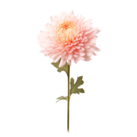 Chrysanthemum flower on transparent background png