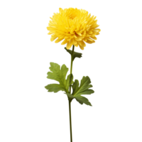 Chrysanthemum flower on transparent background png