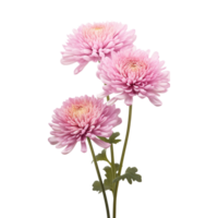 Chrysanthemum flower on transparent background png