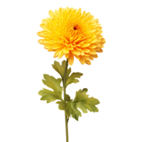 Chrysanthemum flower on transparent background png