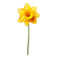 Daffodil flower on transparent background png