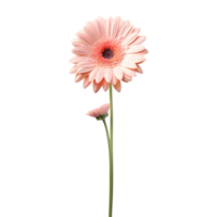 Gerbera Daisy flower on transparent background png