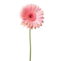 Gerbera Daisy flower on transparent background png