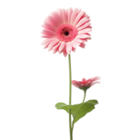 Gerbera Daisy flower on transparent background png