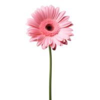 Gerbera Daisy flower on transparent background png