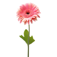 Gerbera Daisy flower on transparent background png