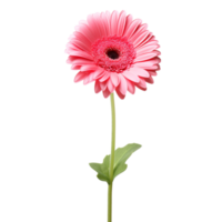 Gerbera Daisy flower on transparent background png