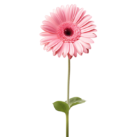 Gerbera Daisy flower on transparent background png