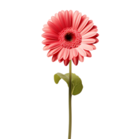 Gerbera Daisy flower on transparent background png