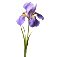 Iris flower on transparent background png