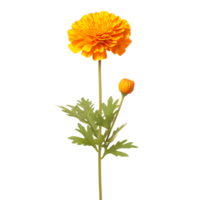 Marigold flower on transparent background png