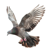 Cute Dove or Pigeon Flying on Transparent Background png