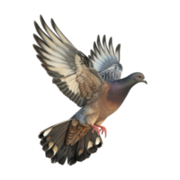 Cute Dove or Pigeon Flying on Transparent Background png