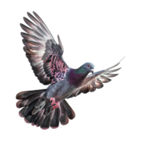 Cute Dove or Pigeon Flying on Transparent Background png