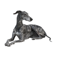 Whippet Dog breed on Transparent Background png