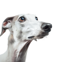 Whippet Dog breed on Transparent Background png