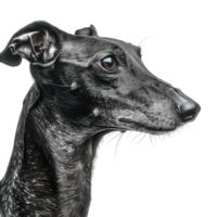 Whippet Dog breed on Transparent Background png