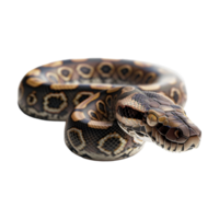 Python Snake on Transparent Background png
