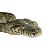 Python Snake on Transparent Background png