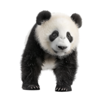 Bear Standing Winter on Transparent Background png