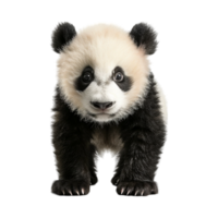 Bear Standing Winter on Transparent Background png
