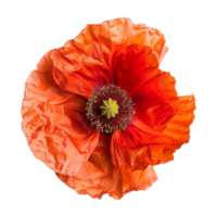 Common poppy Plant on Transparent Background png