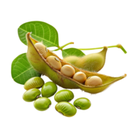 Soybeans on Transparent Background png