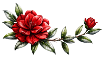 Beautiful red camellia flower with green leaves on a branch, detailed and vibrant botanical illustration. png