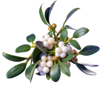 Close-up of fresh green mistletoe with white berries, isolated on white background. Ideal for holiday and botanical stock photos. png