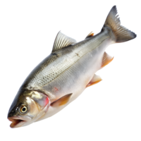 alta qualità Immagine di un' fresco crudo pesce isolato su un' bianca sfondo, adatto per culinario e frutti di mare presentazioni. png