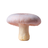 Close-up of a fresh pink mushroom with sturdy stem and gills, isolated on a white background, perfect for culinary and botanical projects. png