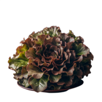 Close-up of fresh organic butter lettuce with vibrant green and red leaves. Perfect for healthy salads, cooking, or farm-to-table recipes. png