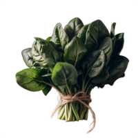 Fresh bundle of green spinach leaves tied with twine, isolated on a white background. Perfect for cooking, salads, or healthy eating. png