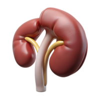 3D illustration of human kidney anatomy. Detailed medical rendering of renal system, showing structure and function in healthcare studies. png