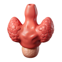 3D rendering of a human thyroid gland, depicting its anatomical structure in a detailed medical illustration. Vital for endocrine function. png