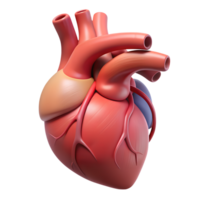 3D illustration of a human heart, showcasing anatomical details and cardiovascular structure. Ideal for medical and educational use. png