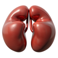 Realistic 3D rendering of human kidneys. Perfect for medical, educational, and anatomical illustrations. High-quality image for healthcare use. png