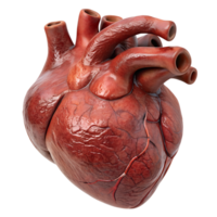 Detailed 3D rendering of a human heart showcasing anatomical structure, perfect for educational and medical use. png