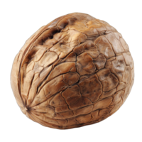 Closeup of a Single Walnut Shell With a Transparent Background png