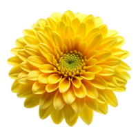 Yellow flower isolated on transparent background png