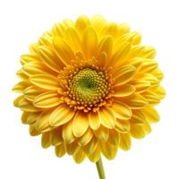 Yellow flower isolated on transparent background png
